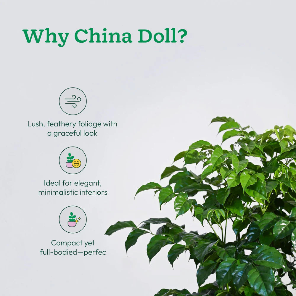 Radermachera sinica - China Doll XL