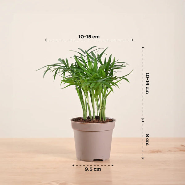 Parlor Palm - Chamaedorea