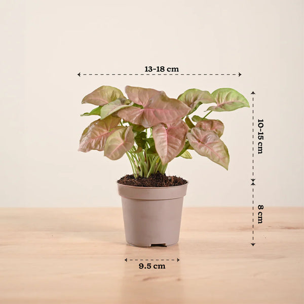 Syngonium Strawberry Plant