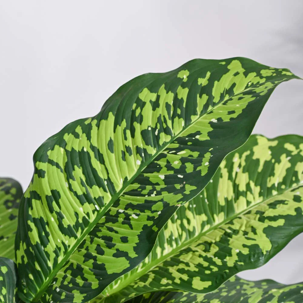 Dieffenbachia Camille