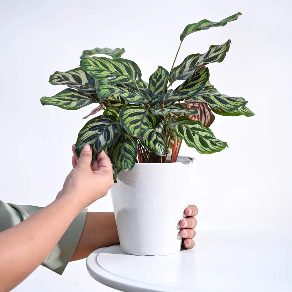 Peacock Plant