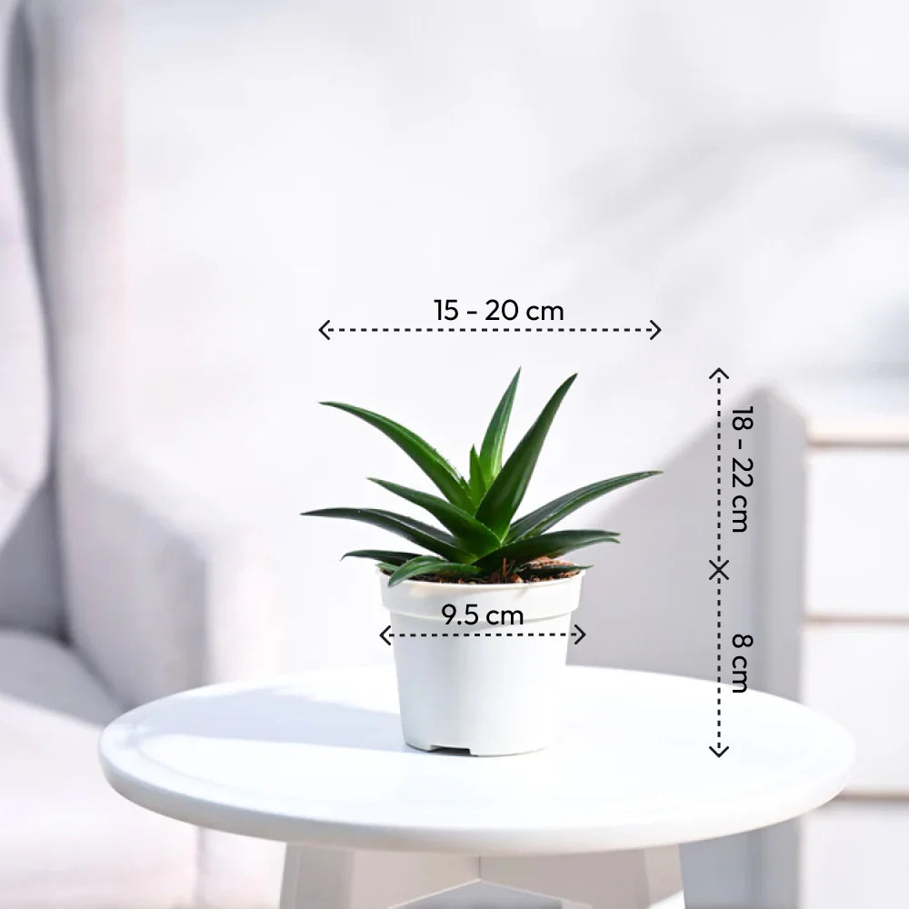 Aloe Vera