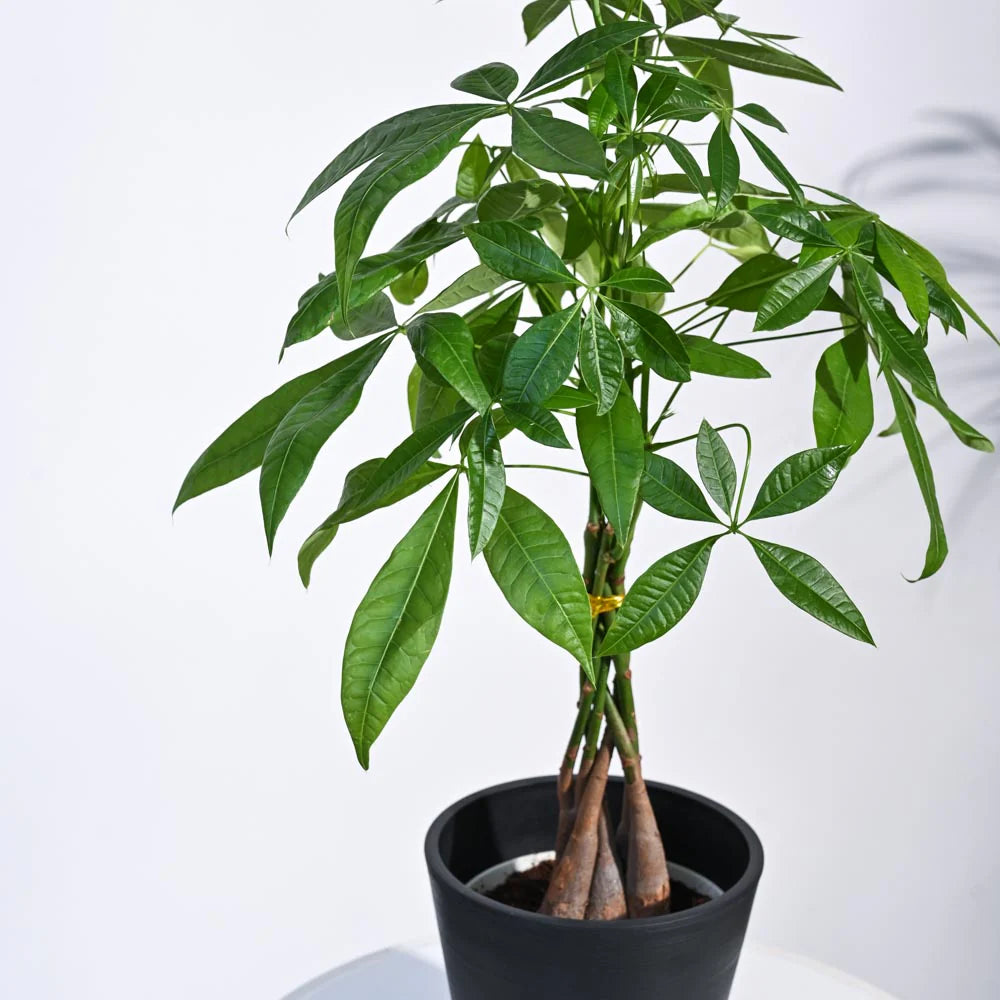 Money Tree Pachira Braid