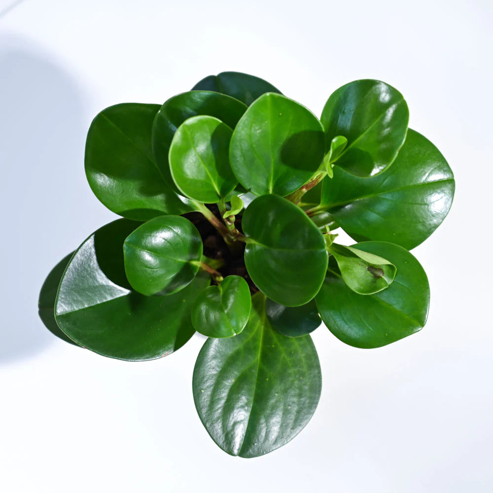 Peperomia Watermelon