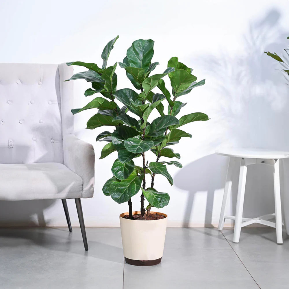 Potted fiddle leaf fig plant in a room with a white chair and table.