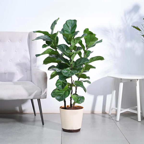 Potted fiddle leaf fig plant in a room with a white chair and table.