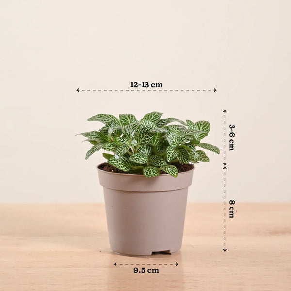 Fittonia White Nerve Plant