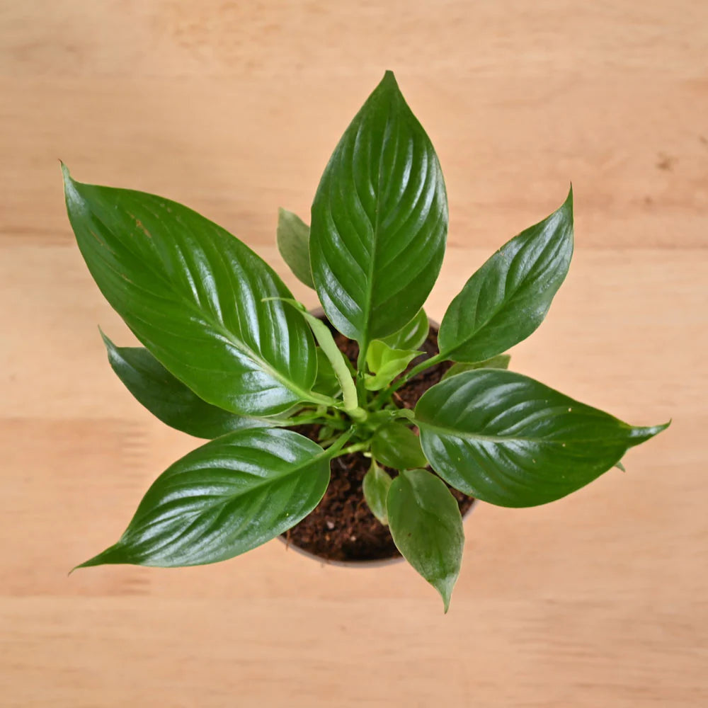 Peace Lily - Spathiphyllum