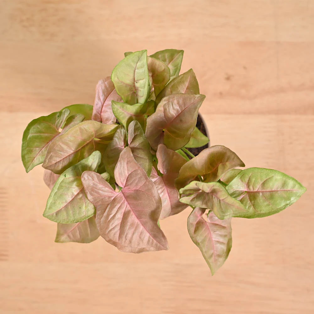 Syngonium Strawberry Plant