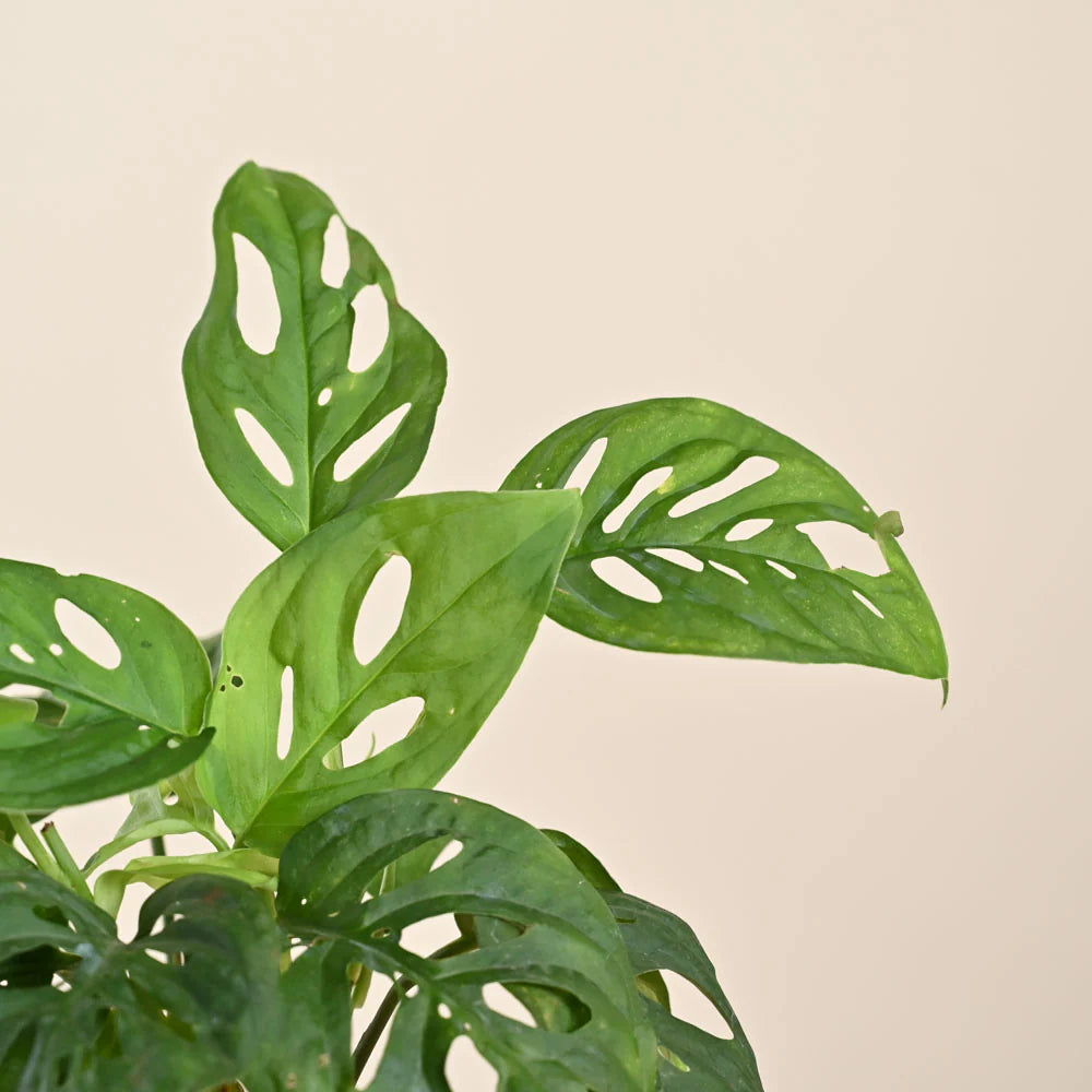Monstera Adansonii Swiss Cheese