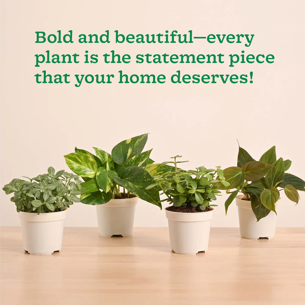 Plantora Mini Indoor Plant Set – Easy Care Desk & Office Houseplants (4 Pack Live Plants)