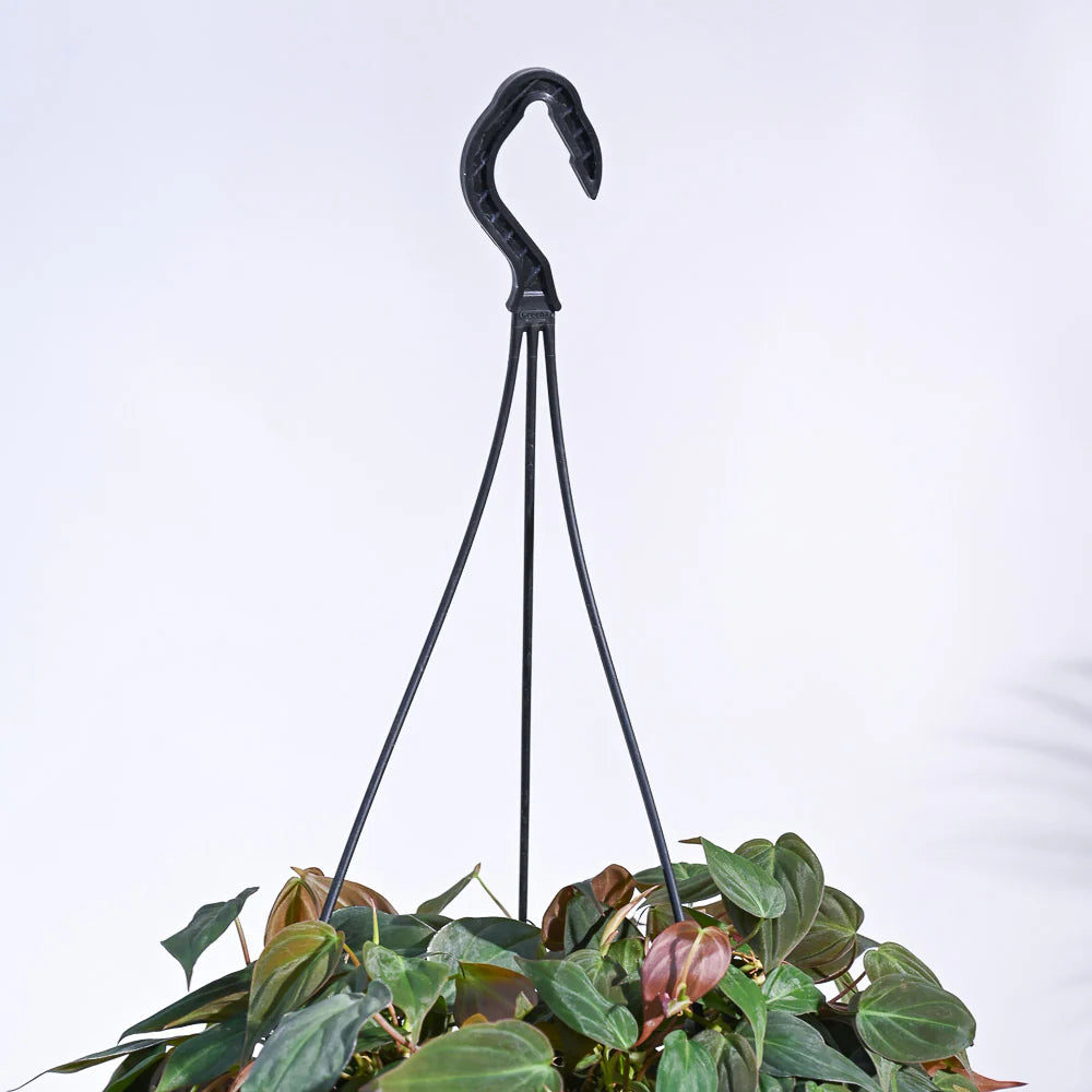 Succulent String of Hearts