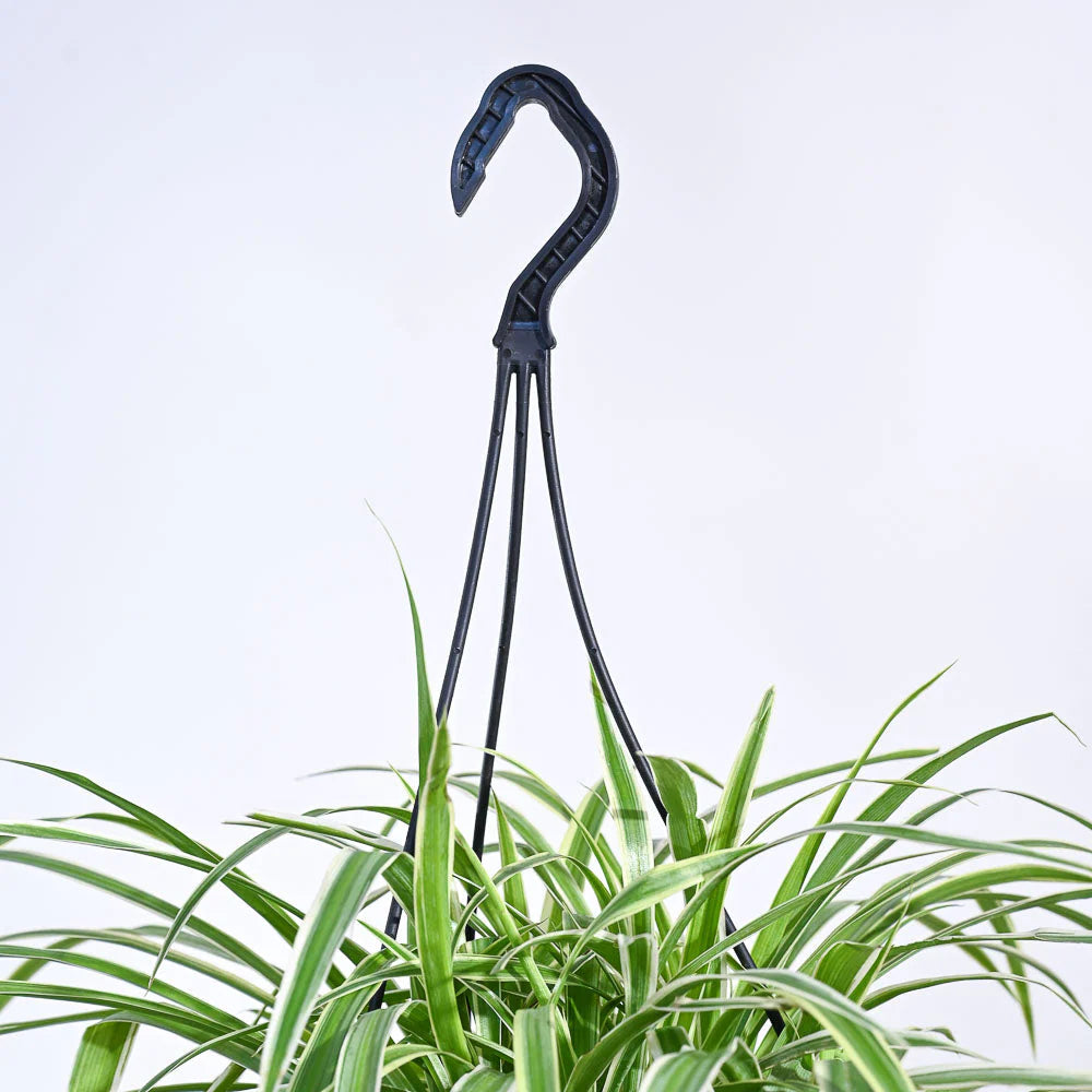 Spider Plant Bonnie