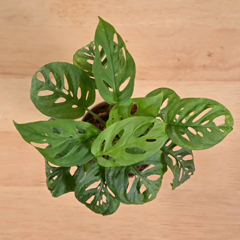 Monstera Adansonii Swiss Cheese