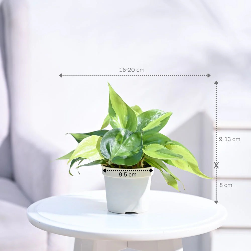Philodendron Brasil