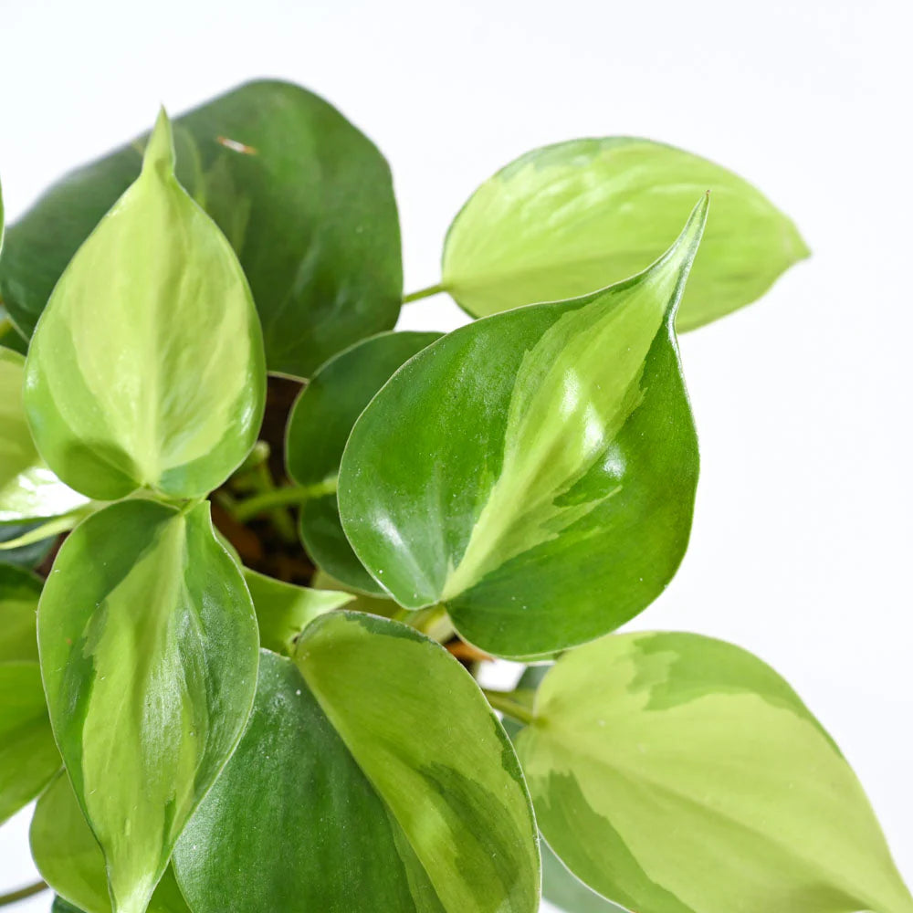 Philodendron Brasil