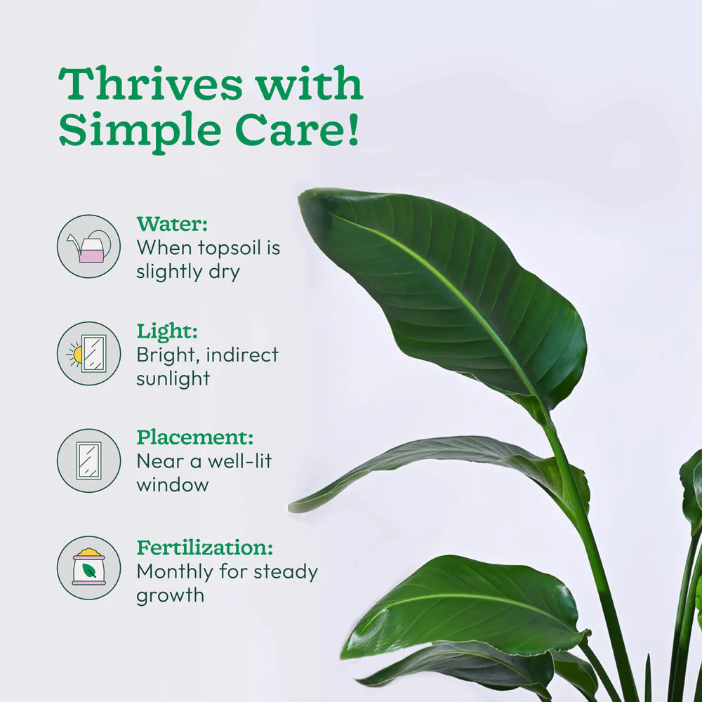 Plant care instructions with a green leafy plant on a light background