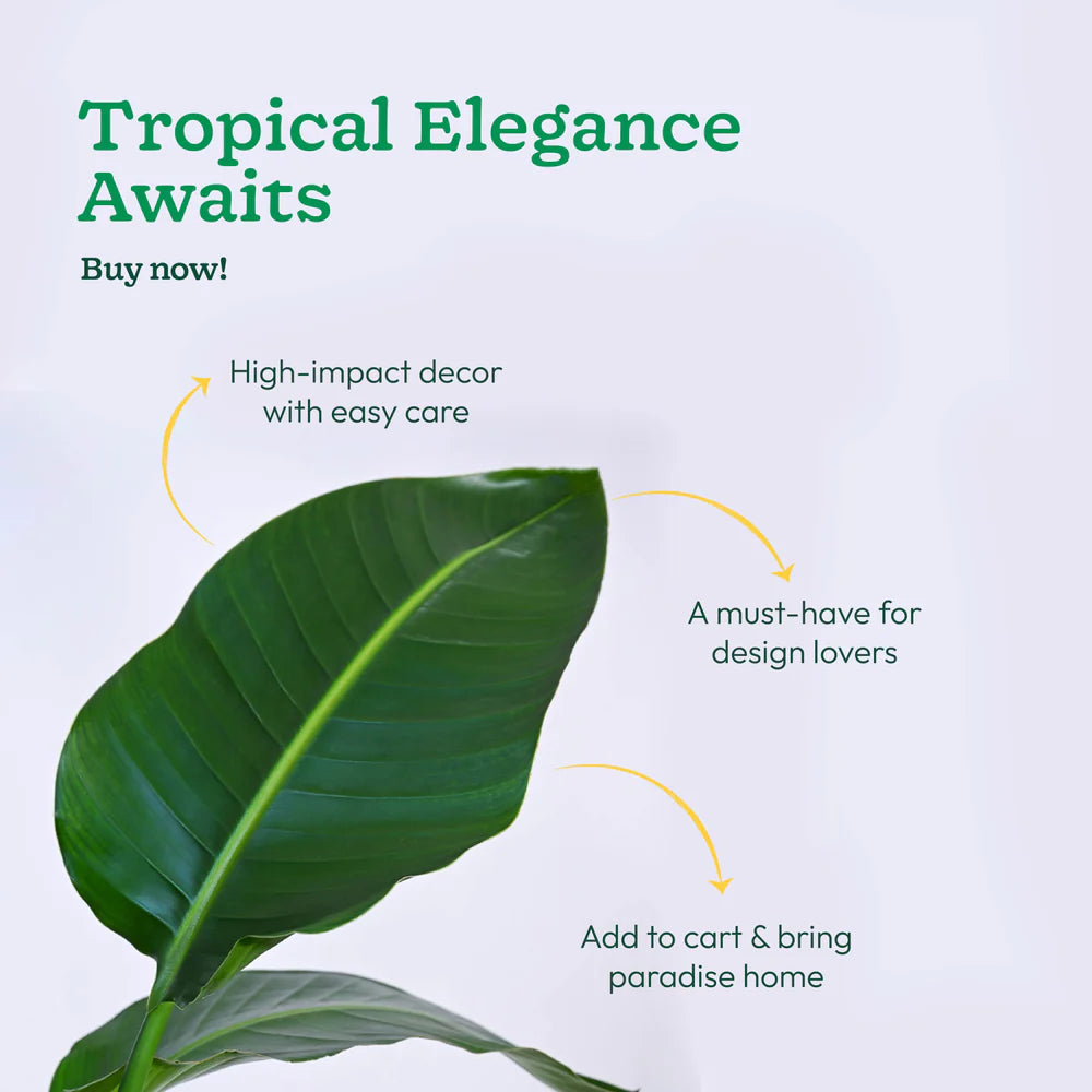 Tropical leaf with promotional text on a light blue background