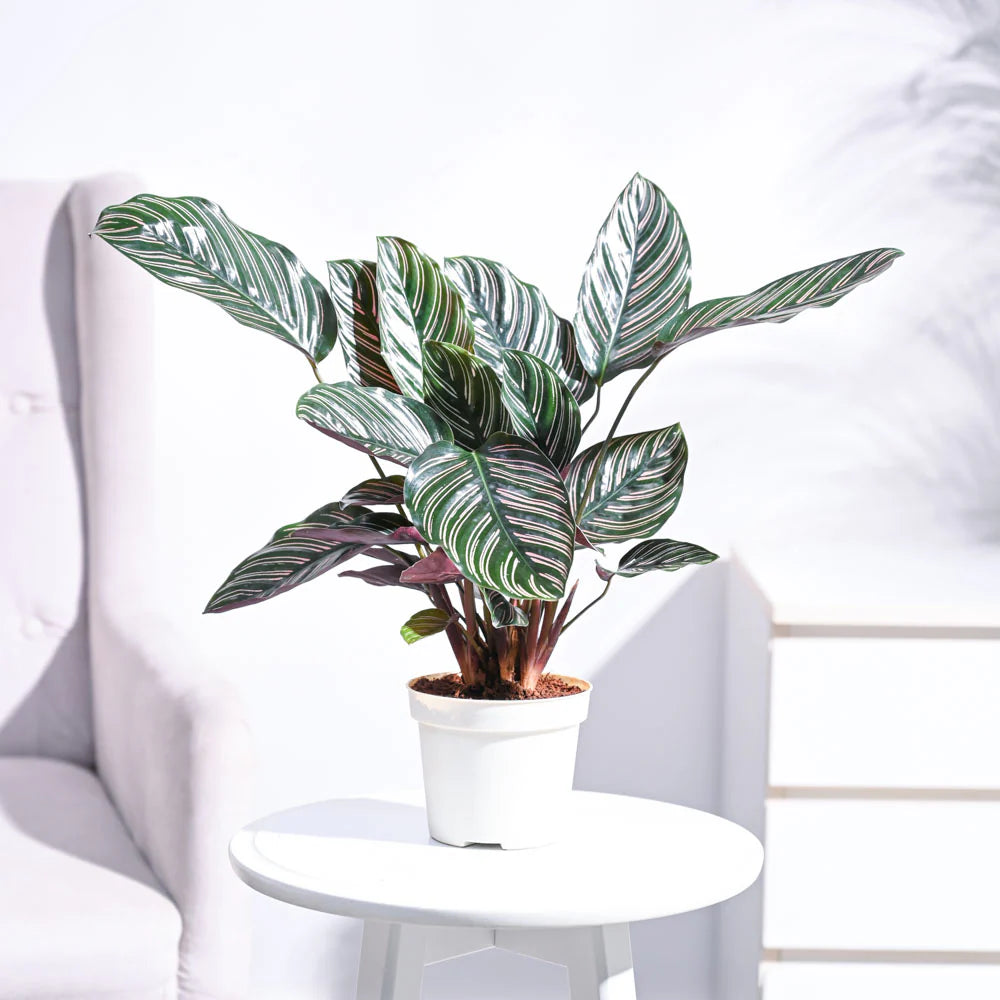 Potted plant with green and purple leaves on a white surface
