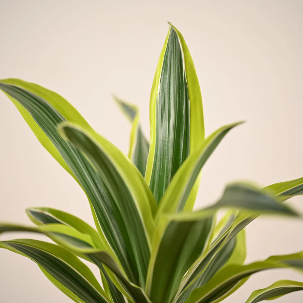 Close-up of a green and yellow striped plant against a beige background