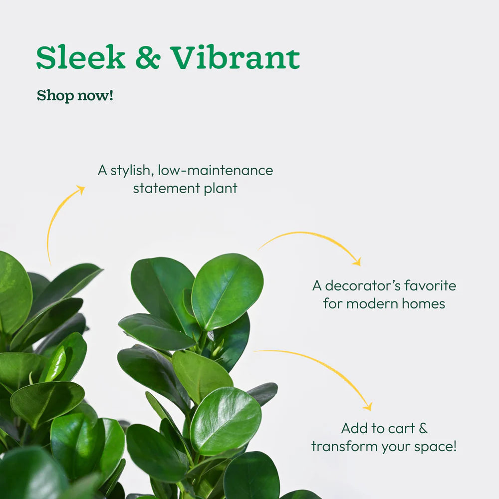 Green plant with promotional text on a white background