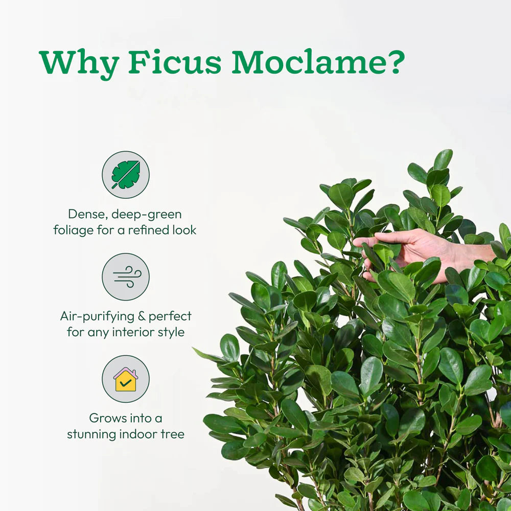 Ficus Moclame plant with text highlighting its features on a white background