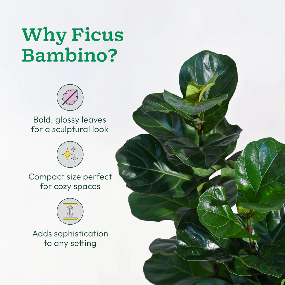 Ficus Bambino plant with text highlighting its features on a light gray background