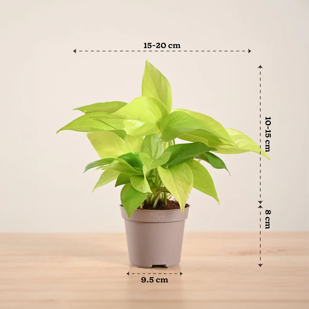 Pothos Neon
