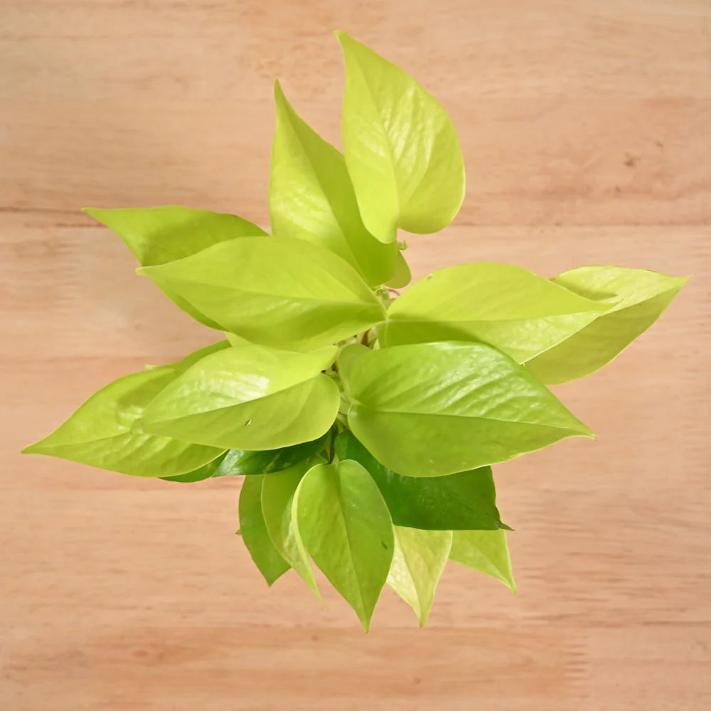Pothos Neon