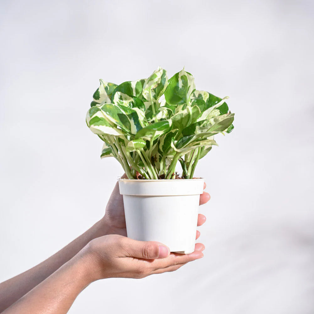 Pothos 'N'joy
