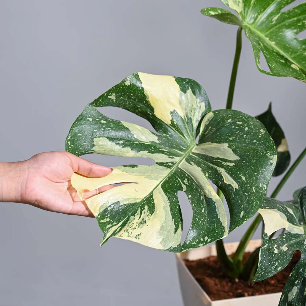 Hand holding a large green and yellow leaf of a monstera plant against a neutral background