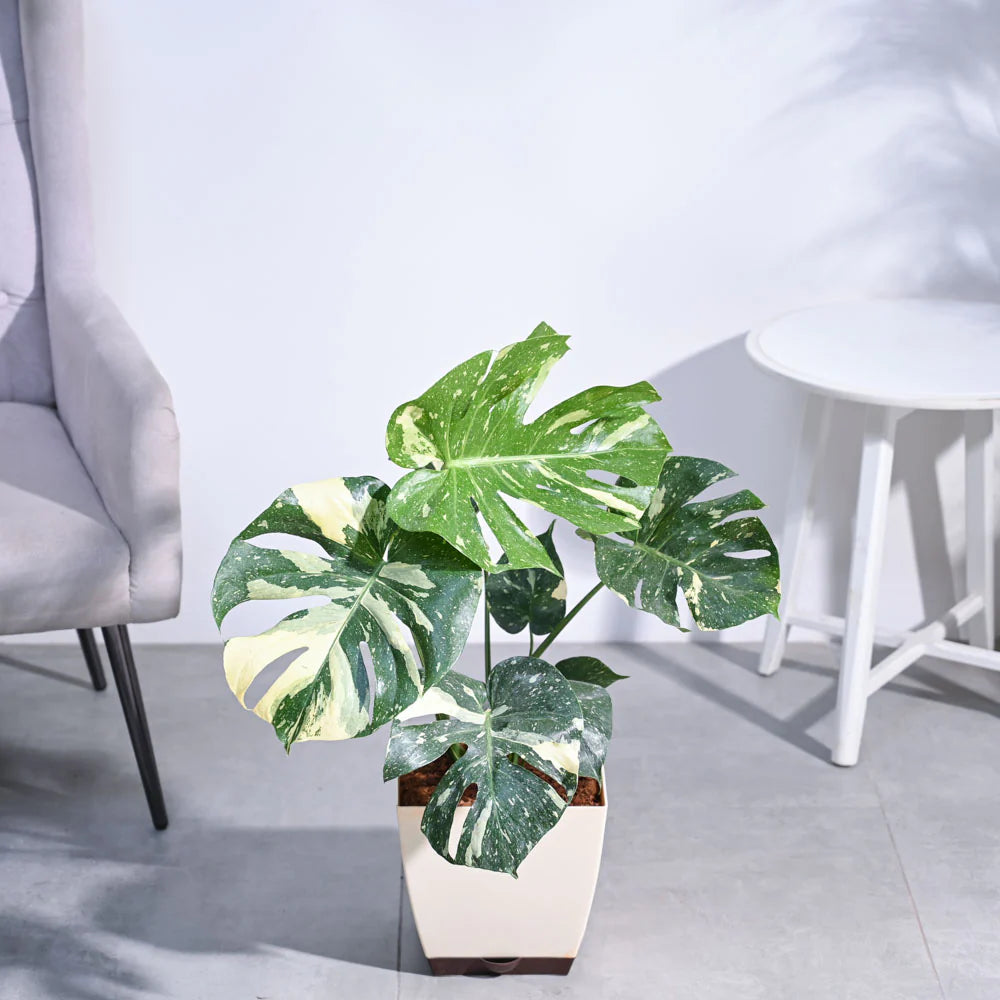 Potted plant with green and white leaves in a modern indoor setting