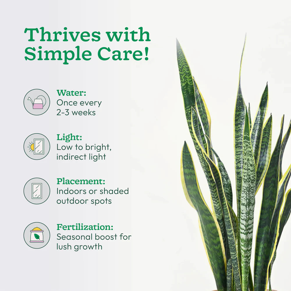 Sansevieria plant with care instructions on a white background