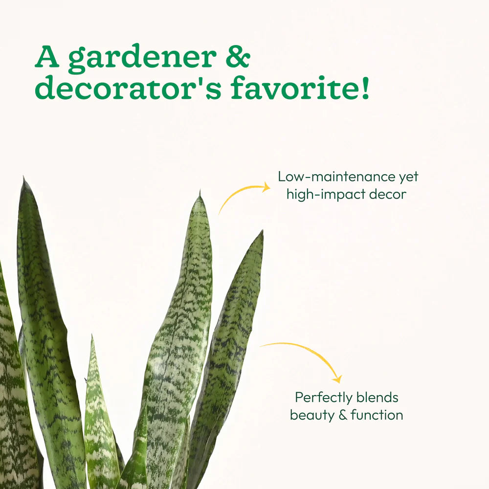 Green snake plant with text highlighting its popularity among gardeners and decorators.
