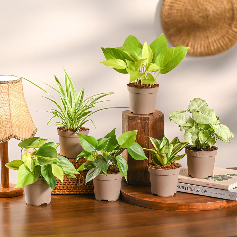 snake plant indoor plant in nursery pot – low maintenance houseplant by Plantora